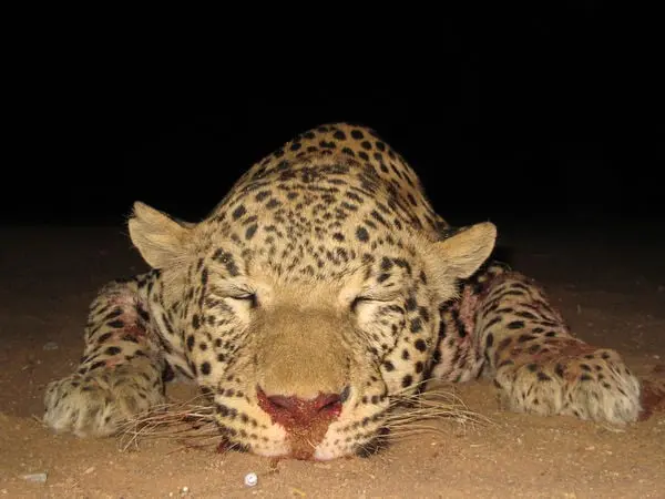 La chasse du léopard suspendue en Afrique du Sud