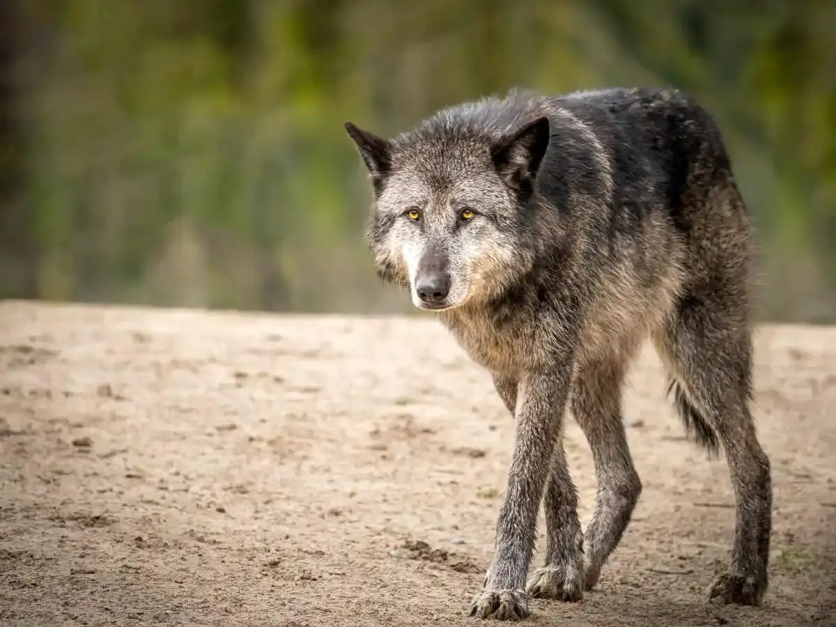 Une fillette de 5 ans attaquée par loup sur une plage