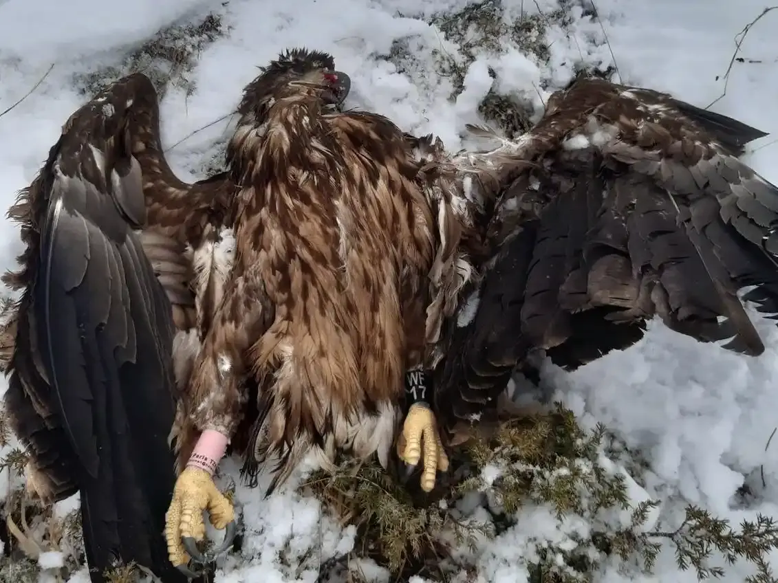 Un braconnier condamné à verser 81 000€ à la LPO pour avoir tué un Aigle