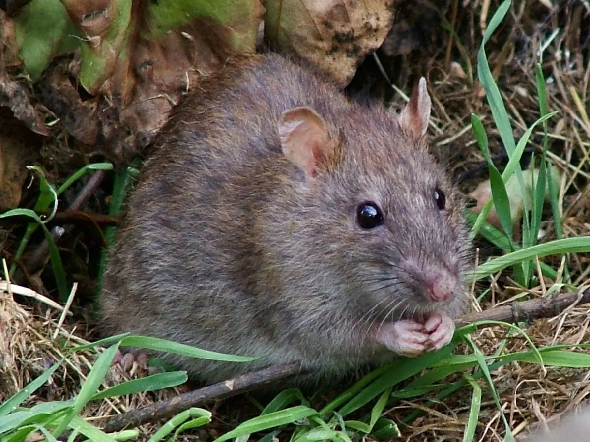 A Rouen, les associations animalistes vent debout contre des pièges à rats