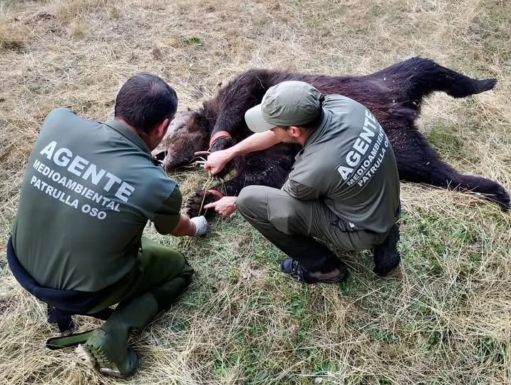 Pyrénées : un ours pris dans un piège retrouvé mort