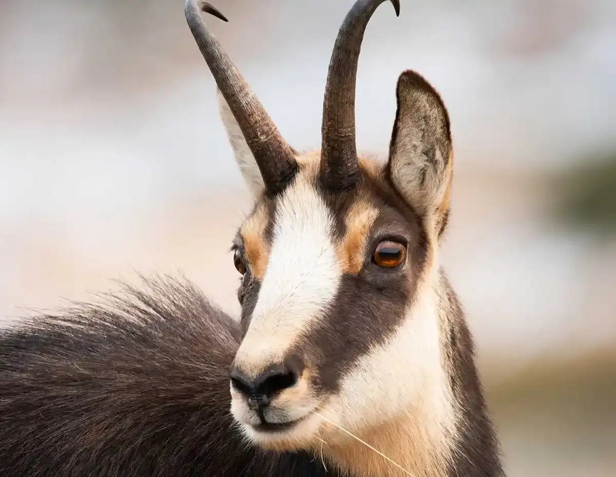 Trois personnes condamnées pour braconnage de chamois dans les Alpes-Maritimes