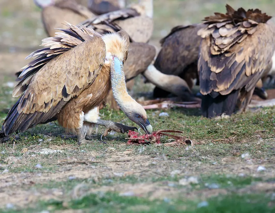 Corrèze : des vautours fauves dépècent une brebis