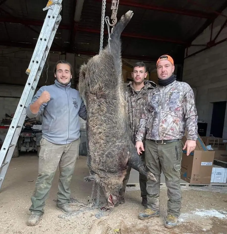 Ils partent chasser le lapin et reviennent avec un sanglier de 216 kilos