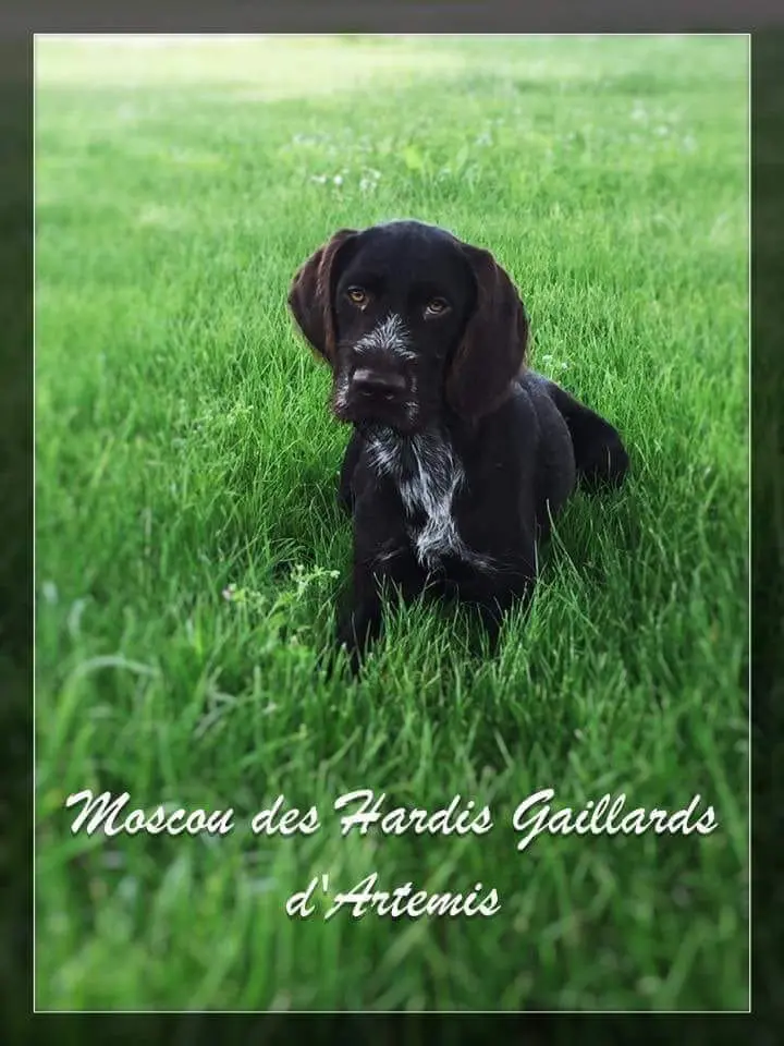 Game Fair : un chien de chasse volé