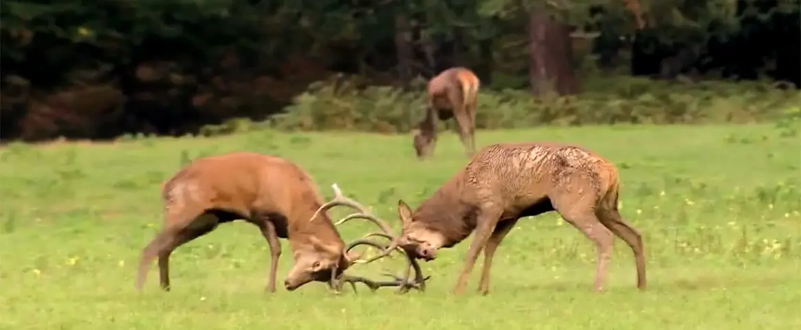 Le brame du cerf à Chambord
