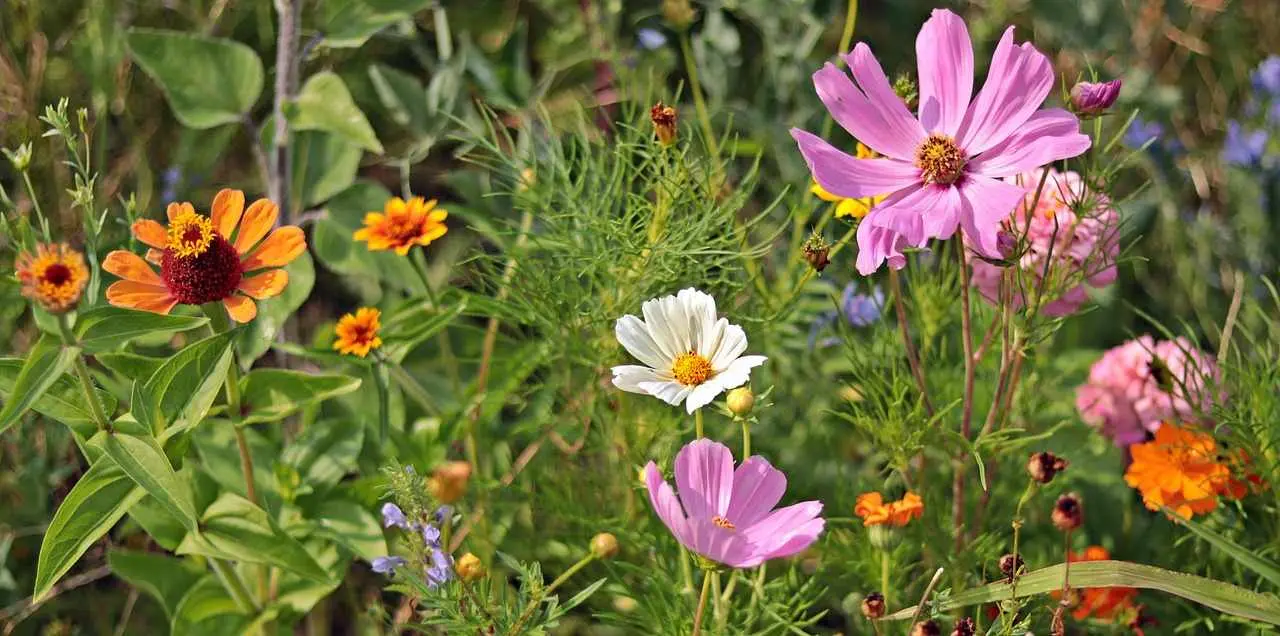 chasseurs fleurs somme