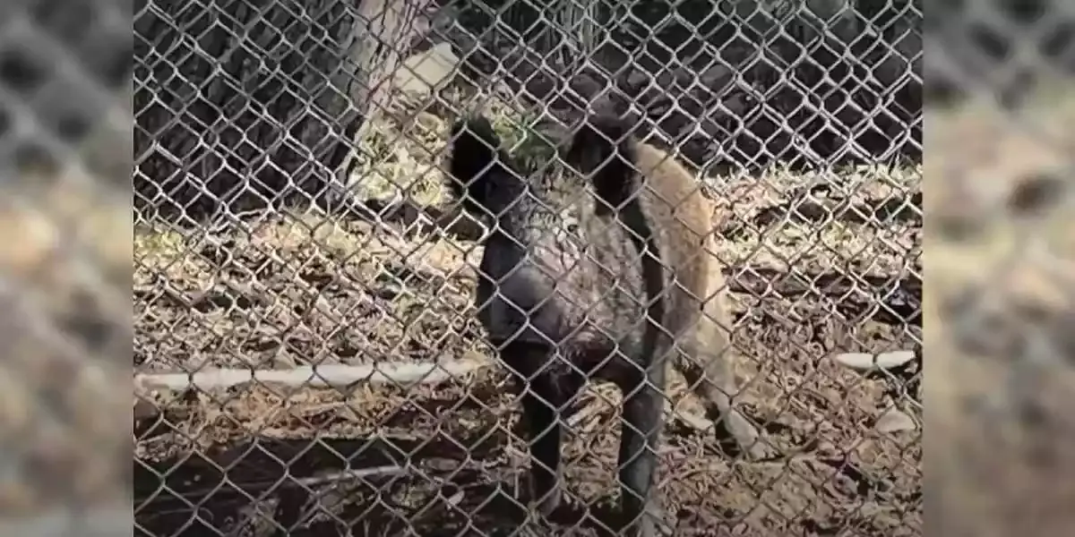 cages à sangliers au JT de France 2