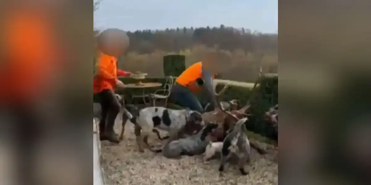 cerf abattu chez luc besson
