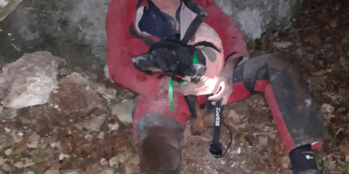 chien Buoux