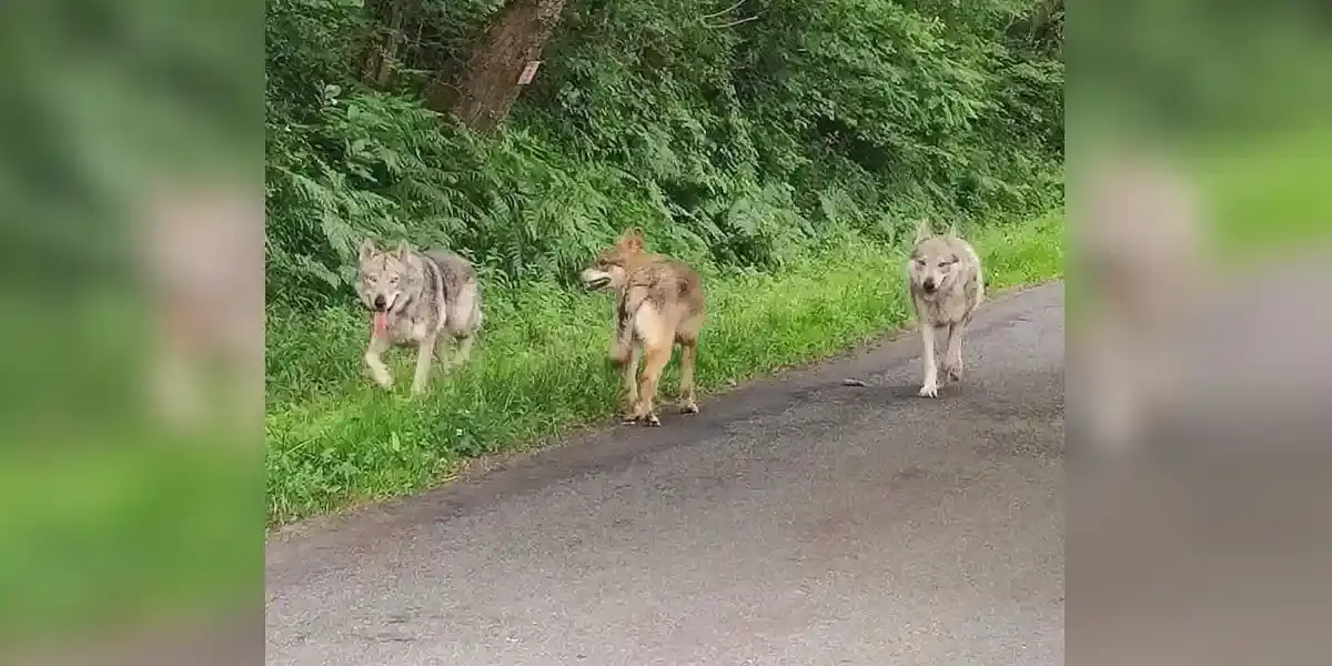 chiens loups dans les Landes