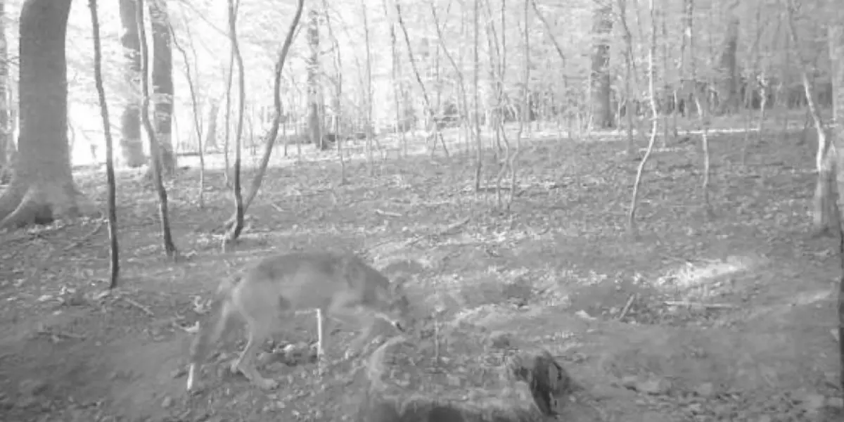 La préfecture de Saône-et-Loire confirme officiellement la présence du loup sur son territoire