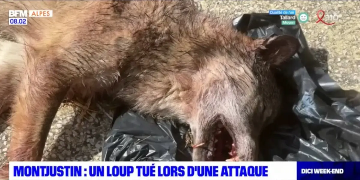 Un loup tué suite à une attaque et amené devant une mairie par les éleveurs excédés dans les Alpes-de-Haute-Provence