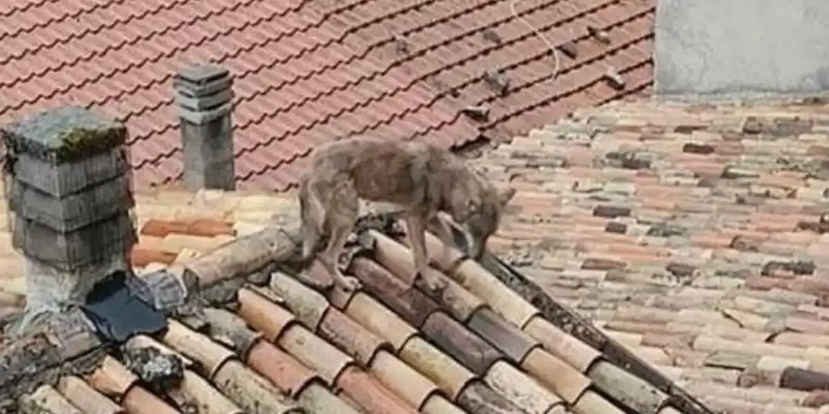 loup sur les toits d'un village en italie
