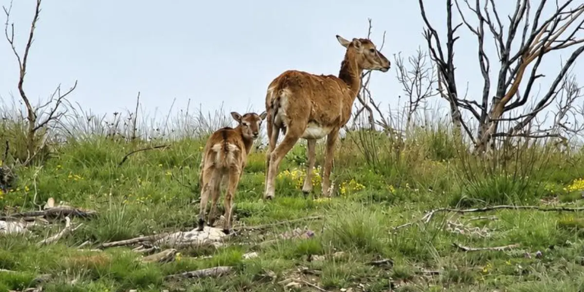 mouflons