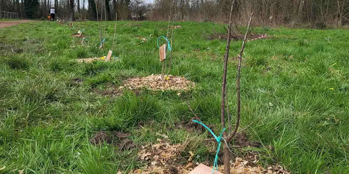 plantation de haie dans la somme