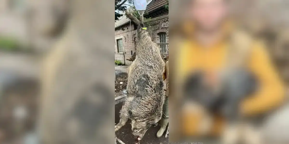 sanglier 180kg Curlu