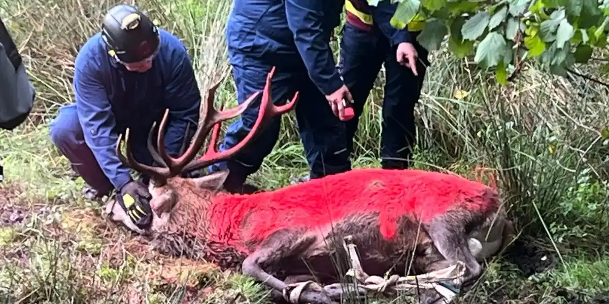 sauvetage-cerf-vosges