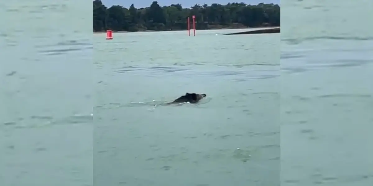 un sanglier à la nage dans le golfe du morbihan
