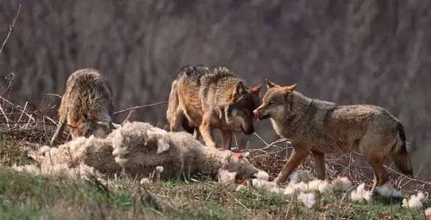 5 moutons tués aux Pays-Bas dans une attaque de loups