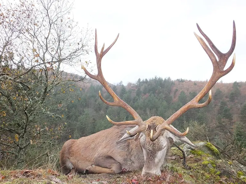 Chasse dans l'allier aux sangliers, cerf et biches