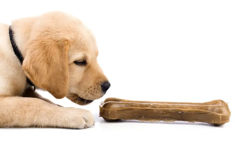 Les os en cuir, ou en peau de buffle, un danger pour les chiens ? Les os en cuir, ou en peau de buffle, un danger pour les chiens ?
