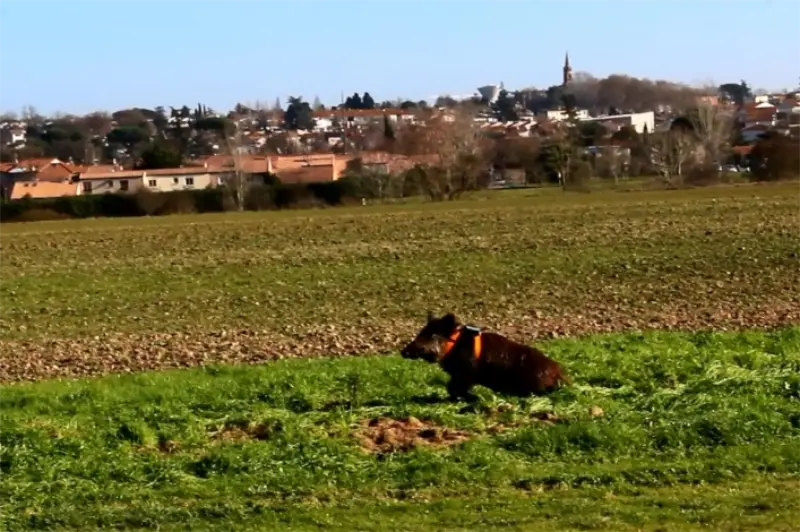 Haute-Garonne, la fédération des chasseurs équipe des sangliers de balises GPS Haute-Garonne, la fédération des chasseurs équipe des sangliers de balises GPS