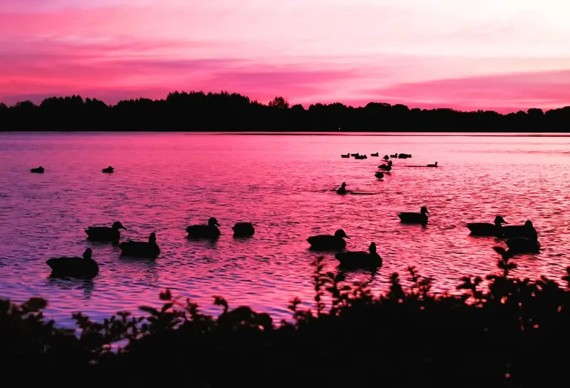 La chasse du gibier d'eau se pratique la nuit, mais pas dans n'importe quelle condition