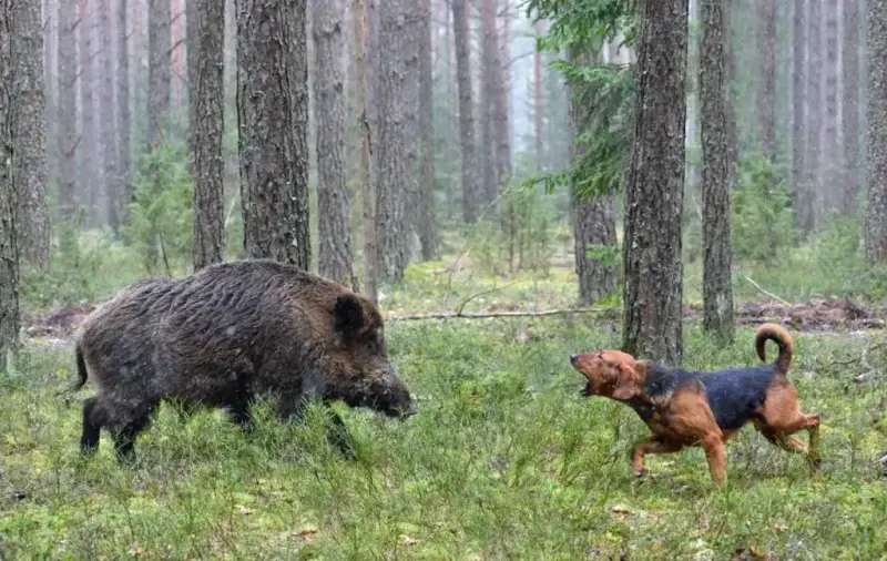 chien de chasse et sanglier