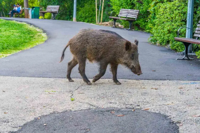 sanglier sur la route