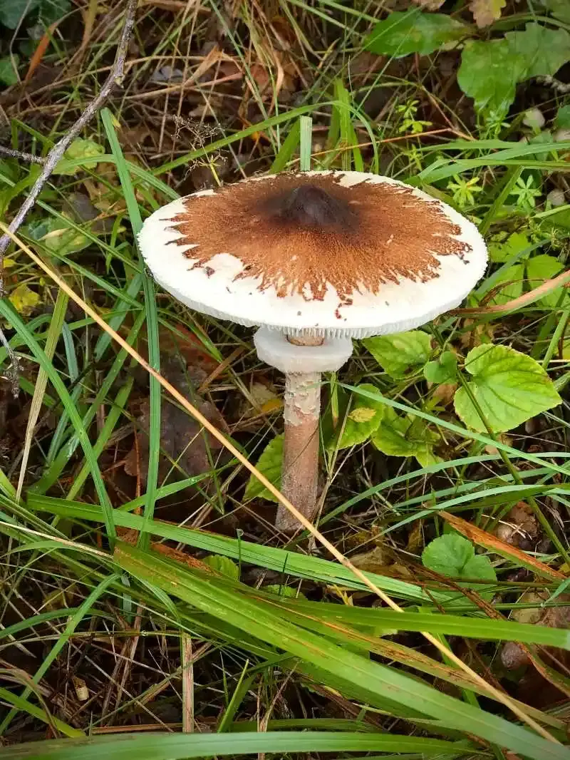 La coulemelle est un champignon qui se reconnait assez facilement