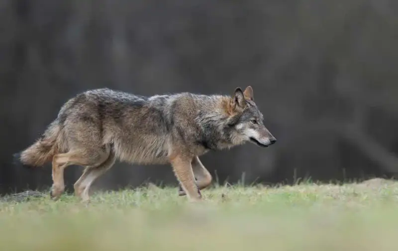 loup