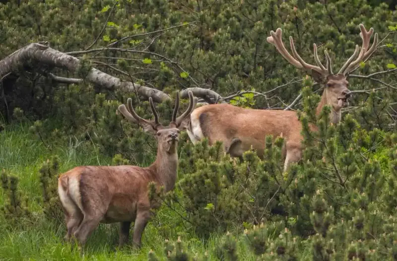 Quand ils repoussent les bois des cerfs sont protégé parce que l'on appel les "velours"