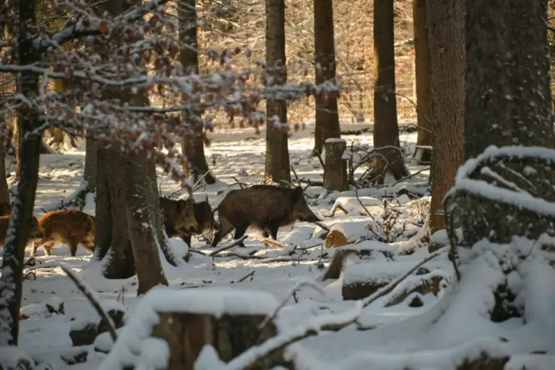 chasse sanglier hiver