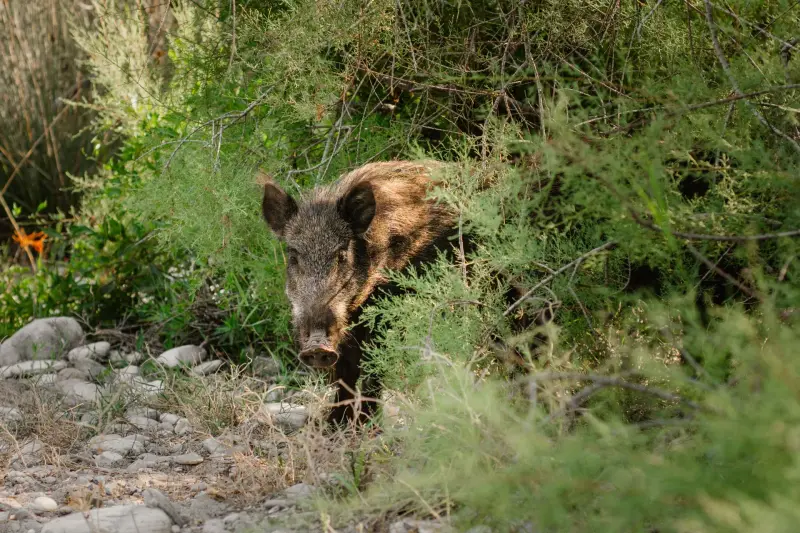 sanglier en battue