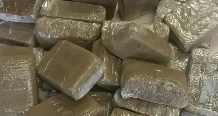 Un chasseur découvre 100 kilos de résine de cannabis en participant à une battue