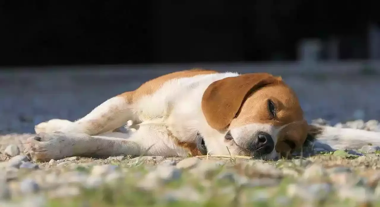chien mort aujeszky