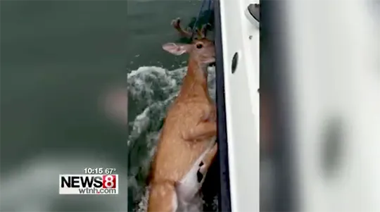 Un cerf repêché à 10 km des côtes