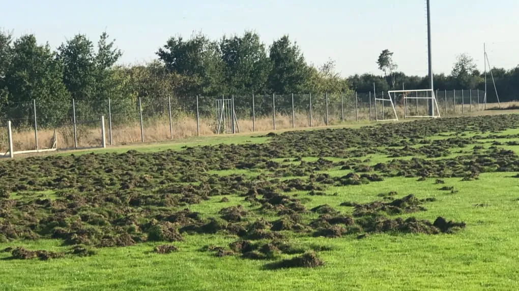 Veigné : les sangliers détruisent les 3/4 de la pelouse du stade