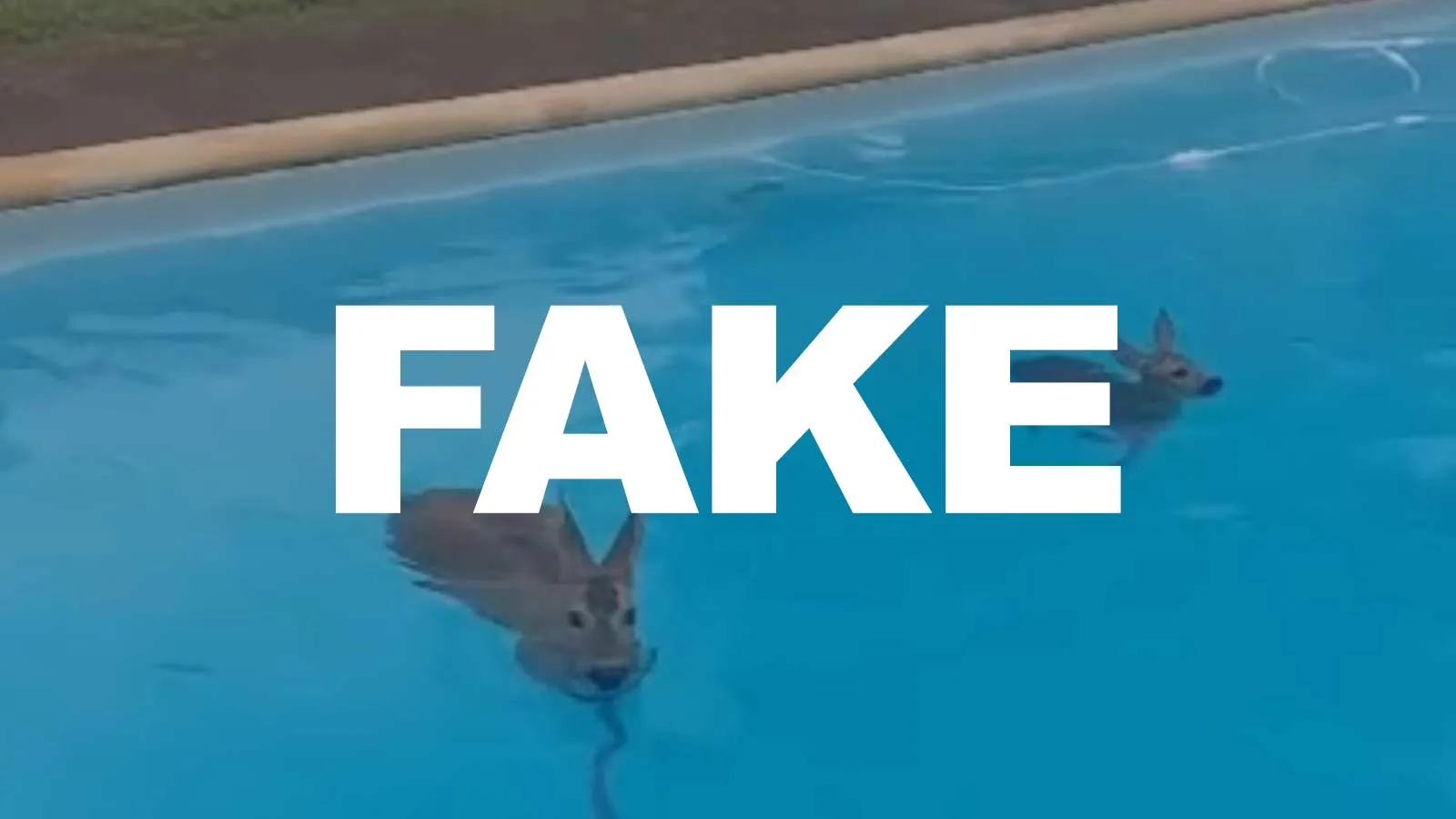 chevreuil piscine fake news