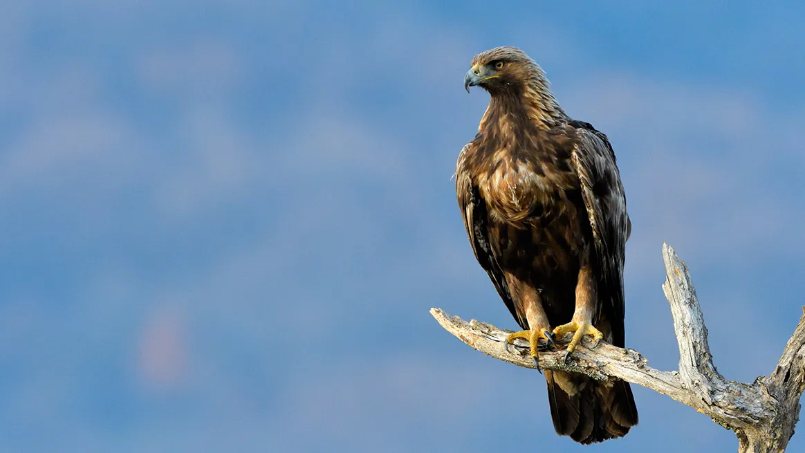 Braconnage d’un aigle royal : la fédération des chasseurs du Tarn partie civile