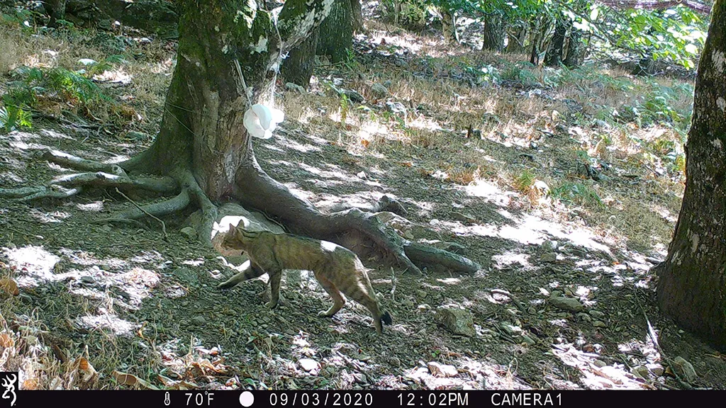 Présence confirmée du chat forestier dans l’Hérault.