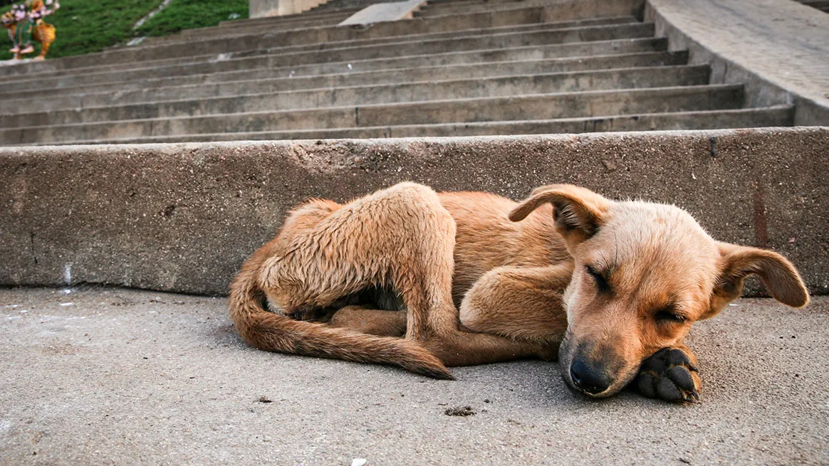 La Gendarmerie retrouve deux chiens de chasse disparus depuis des mois