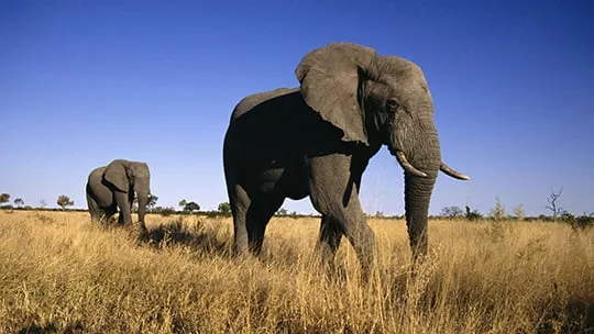 elephant