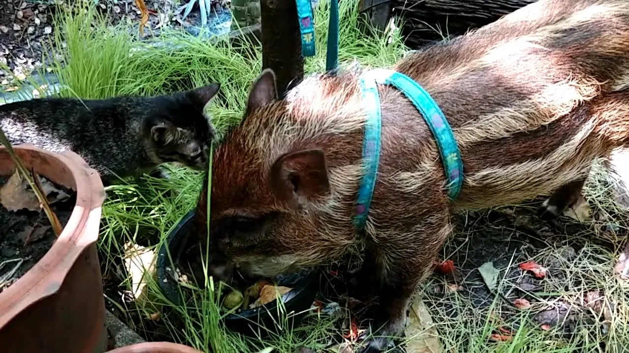 Vidéo insolite: un chat un marcassin partage le même repas !