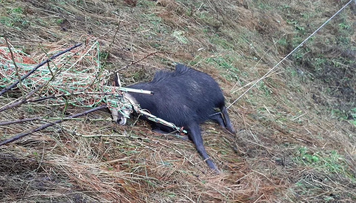 Un chamois sauvé par des chasseurs en Haute-Savoie