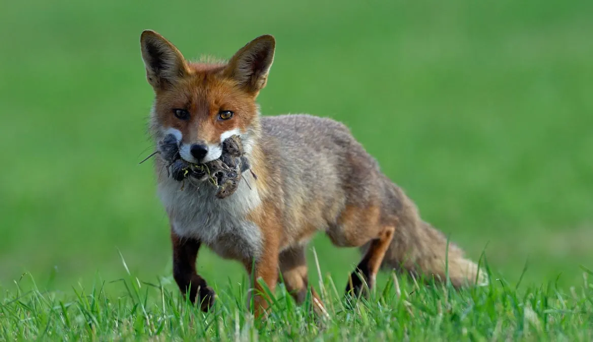 Reportage : TF1 consacre un dossier sur les renards