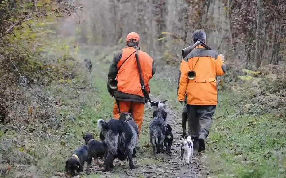 chasse en battue