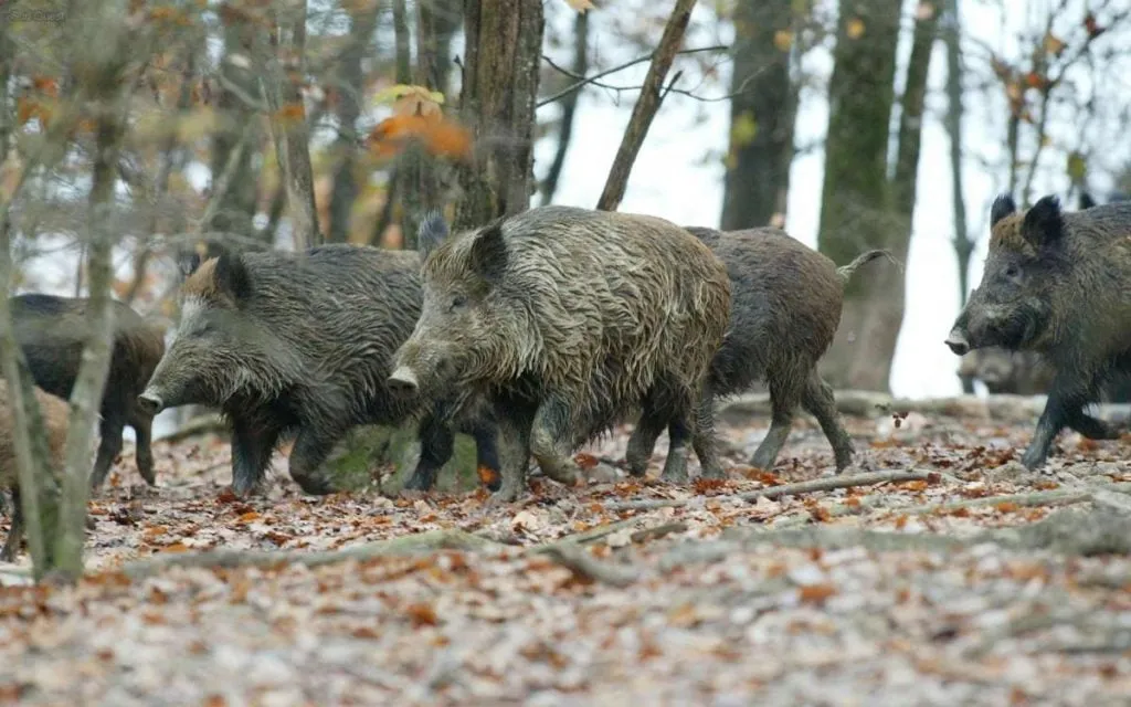 Des primes de 18 et 20 euros distribuées aux chasseurs Catalans par sangliers tués