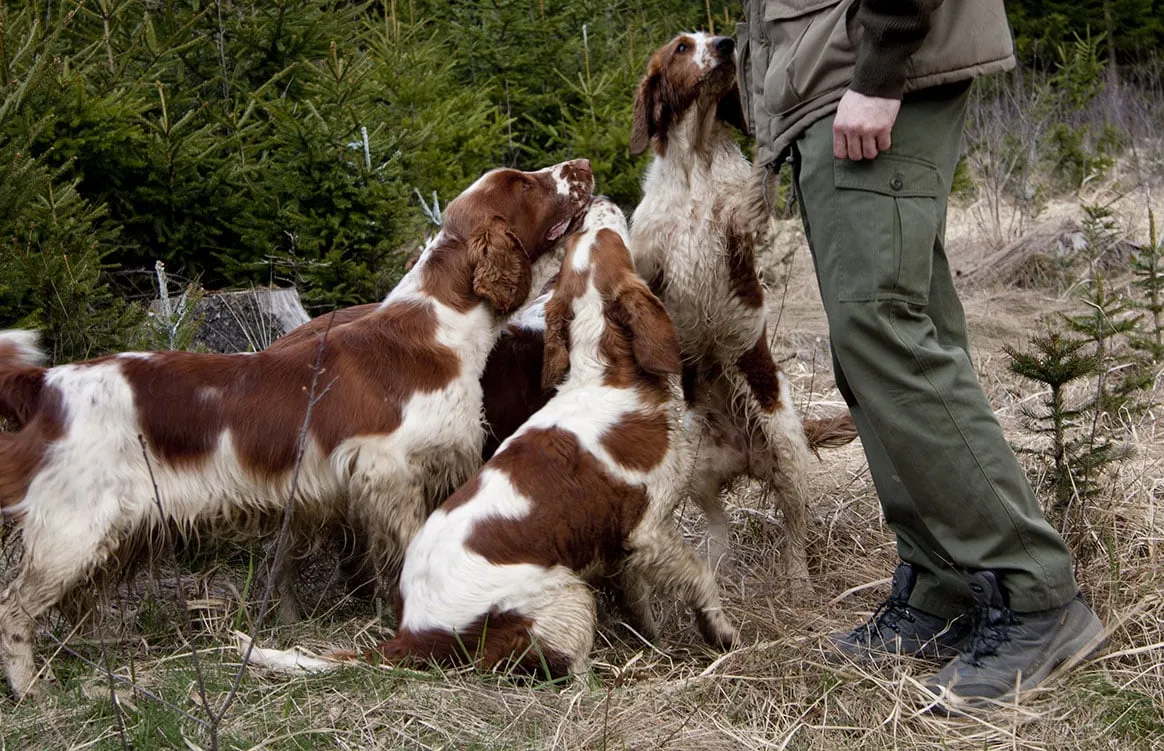 Dordogne : 4 chiens ayant chassé ensemble décèdent